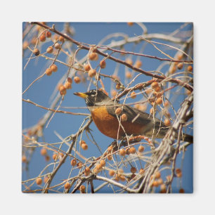 Robin Among Berries Magnet