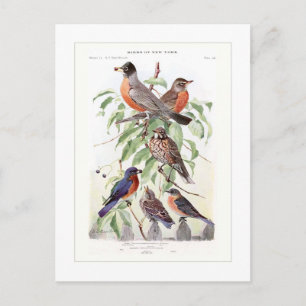 Robin and Bluebird Postcard
