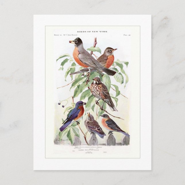 Robin and Bluebird Postcard (Front)