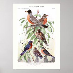 Robin and Bluebird Poster
