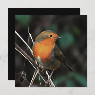 Robin Being Bright On A Dull Day Acrylic Art Invitation