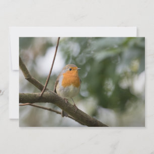 Robin bird nature photo card