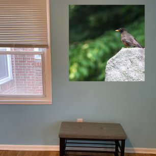 Robin Bird Photo Poster