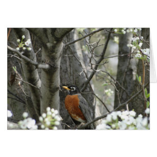 Robin & Bradford Pear Tree Blossoms, Spring