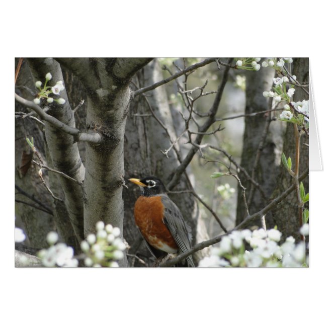 Robin & Bradford Pear Tree Blossoms, Spring (Front Horizontal)