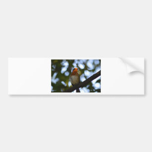 Robin Bumper Sticker