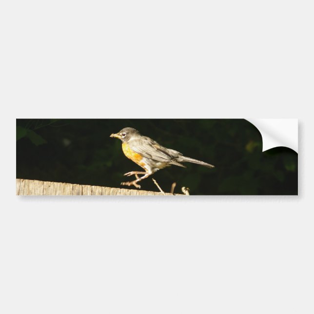 Robin Bumper Sticker (Front)