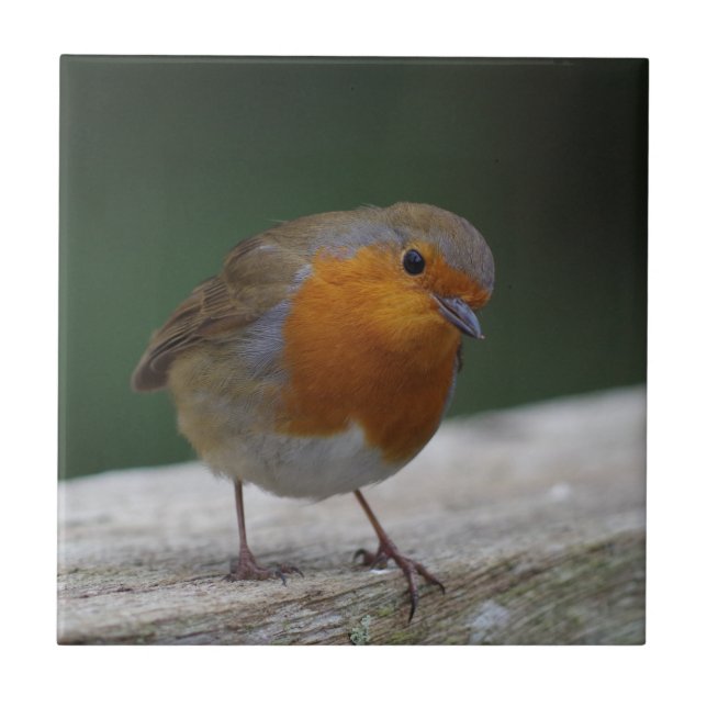 Robin Ceramic Tile (Front)