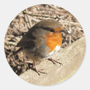 ROBIN CLASSIC ROUND STICKER