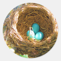 Robin Eggs in a Backyard Tree Nest