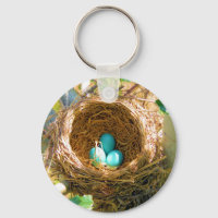 Robin Eggs in a Backyard Tree Nest