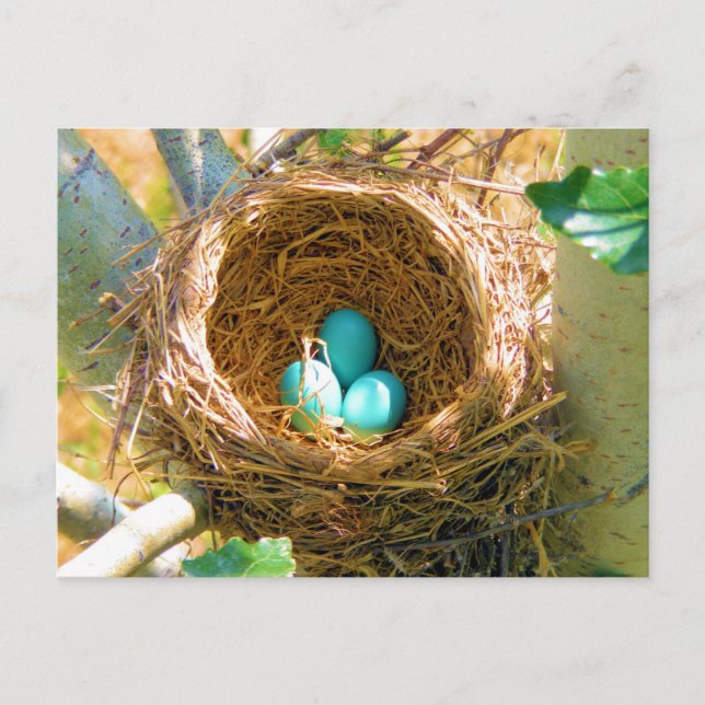 Robin Eggs in a Backyard Tree Nest Postcard (Front)