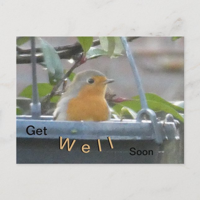 Robin in Plant Pot Get Well Soon Postcard (Front)
