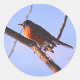 Robin In Snow Wildlife Nature  Classic Round Sticker