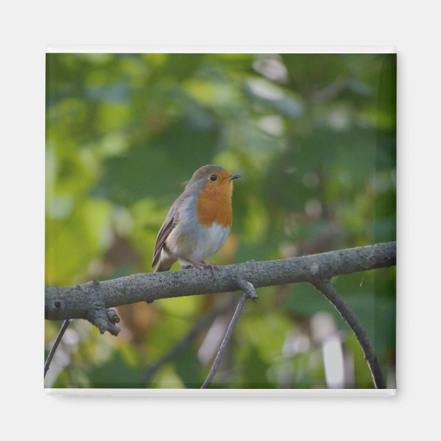 Robin in spiring. magnet (Front)