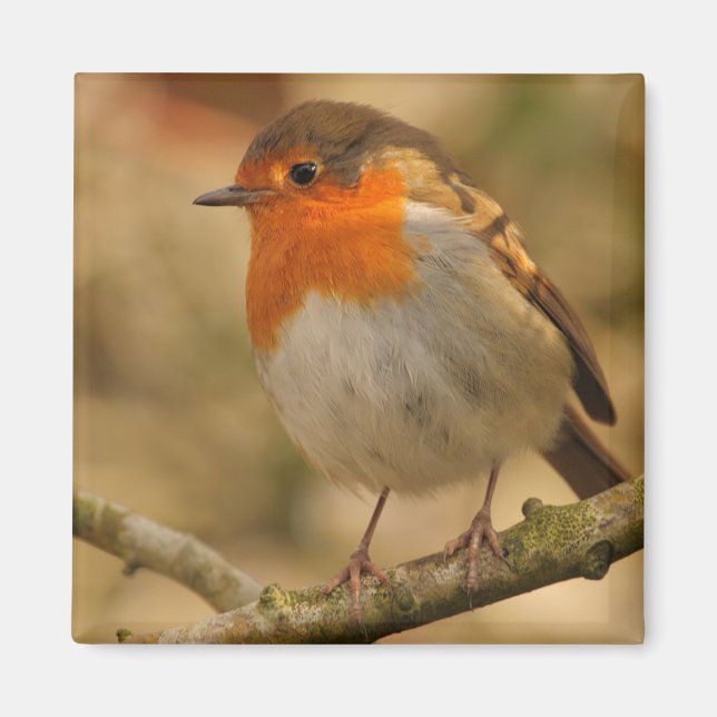 Robin in sunshine magnet (Front)