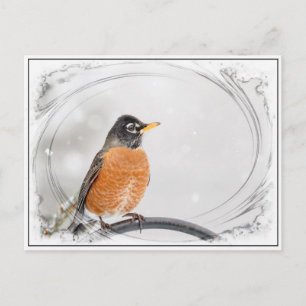 Robin in the winter postcard