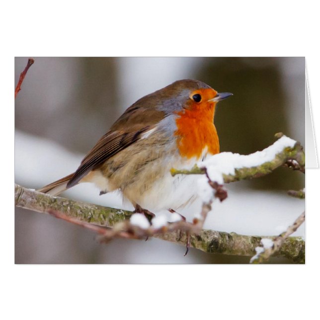 Robin in Winter (Front Horizontal)