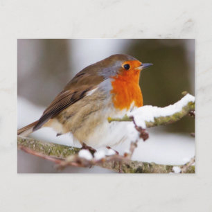 Robin in Winter Postcard