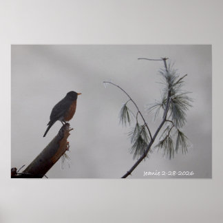 Robin in Winter Poster