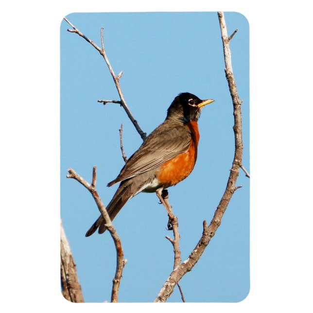 Robin Magnet (Vertical)
