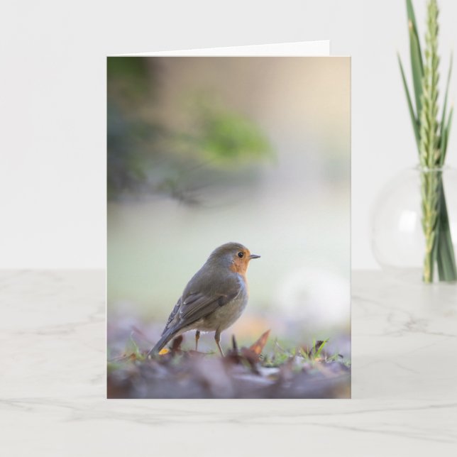 Robin Nature Photo Card (Front)