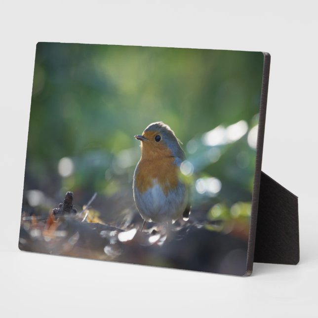 Robin Nature Photo Plaque (Side)