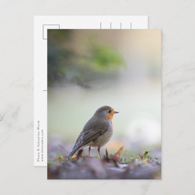 Robin Nature Photo Postcard (Front/Back)