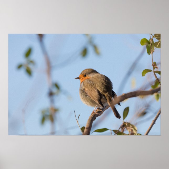 Robin Nature Photo Poster (Front)