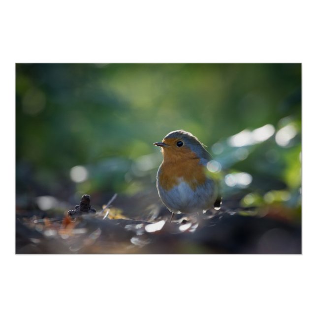 Robin Nature Photo Poster (Front)