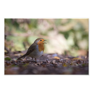 Robin Nature Photo Print