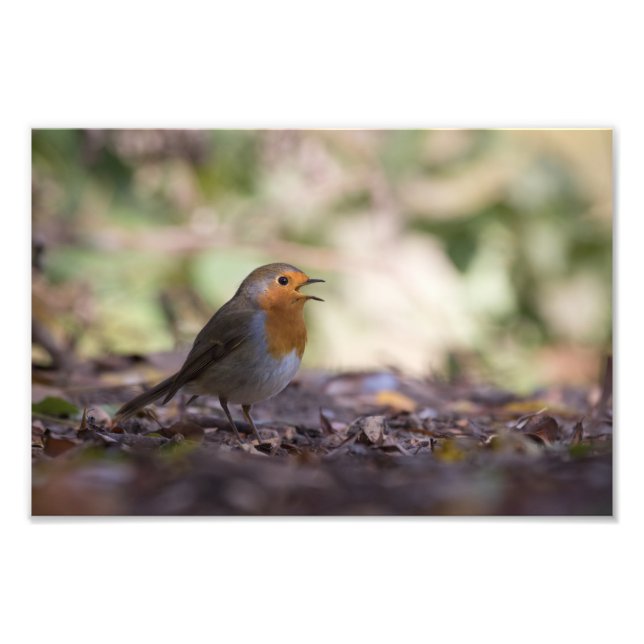 Robin Nature Photo Print (Front)