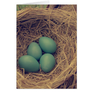 Robin Nest and Eggs