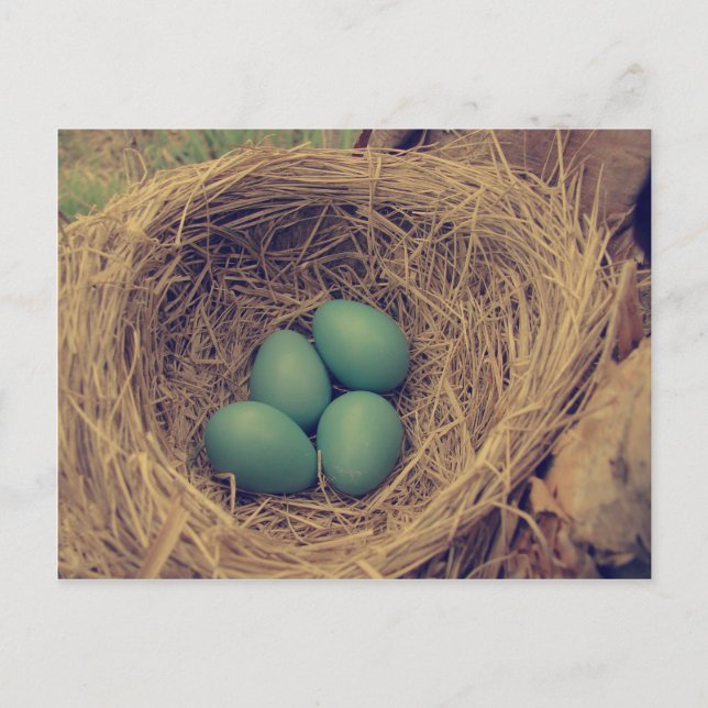 Robin Nest and Eggs Postcard (Front)