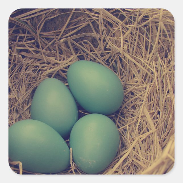 Robin Nest and Eggs Square Sticker (Front)