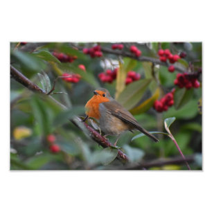 Robin On A Berry Tree Photo Print