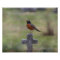 Robin on a cross