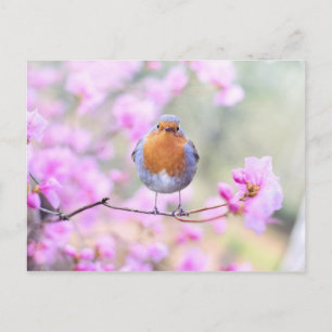 Robin on Branch Postcard