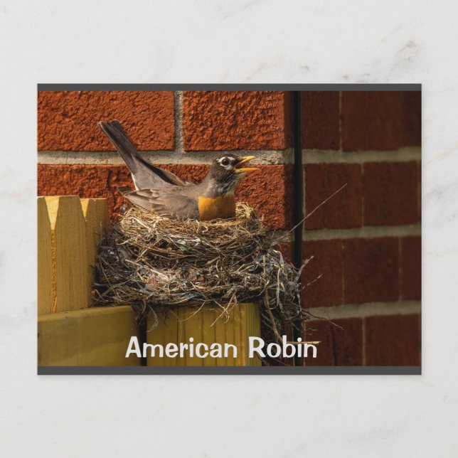 Robin on Nest Postcard (Front)