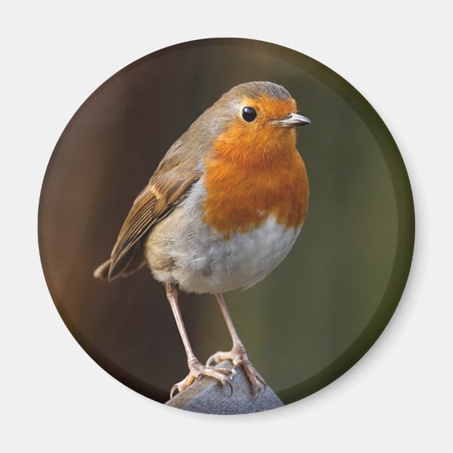 Robin on Post Magnet (Front)