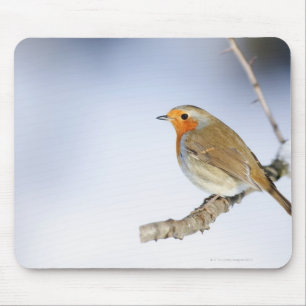 Robin perched on a branch in winter mouse pad
