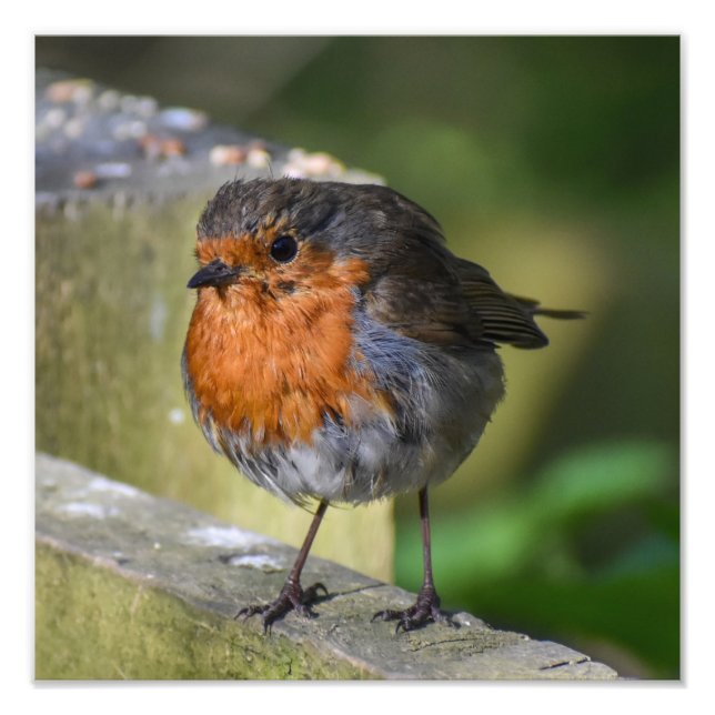 Robin Perched On A Fence  Photo Print (Front)