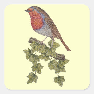 Robin perched on ivy leafs wild birds square sticker