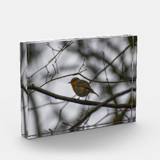 Robin  photo block