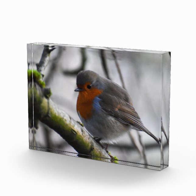 Robin  photo block (Right)