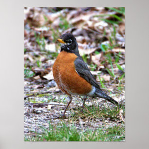 Robin Photo Poster