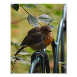 Robin Photo Print