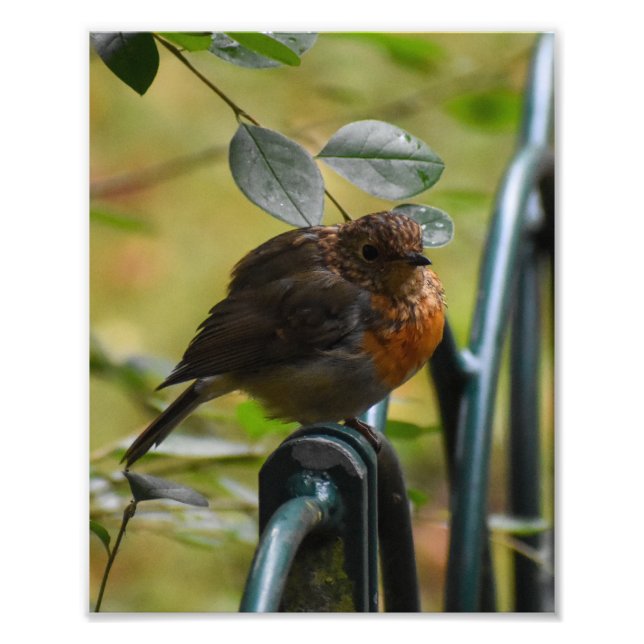 Robin Photo Print (Front)