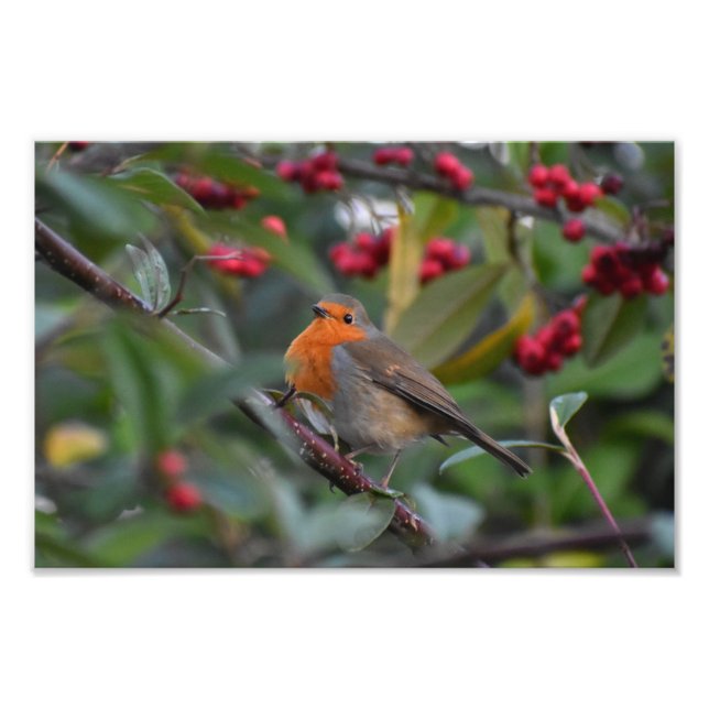 Robin  photo print (Front)