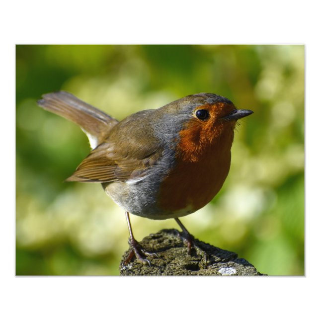 Robin  photo print (Front)